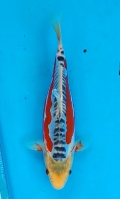 Cempaka Prize