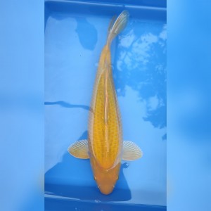 Kamboja Prize