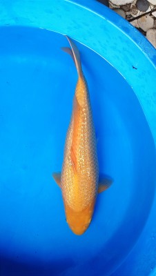 Kamboja Prize