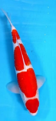 Juara III
