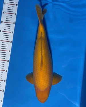 Kamboja Prize