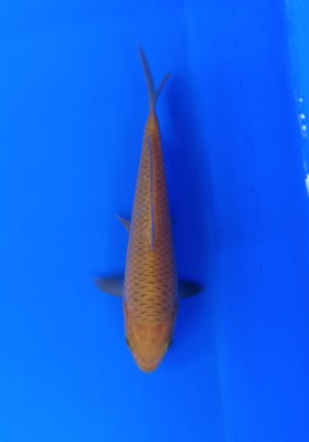 Kamboja Prize