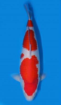 Juara II