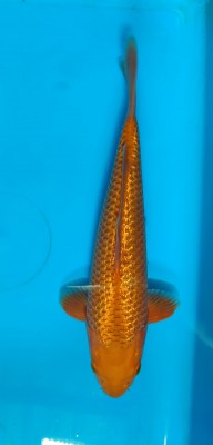 Kamboja Prize