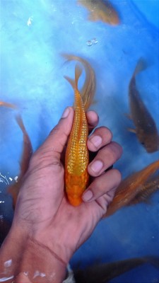 Mini Champion (Kamboja)