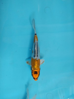 Mini Champion (Anggrek)