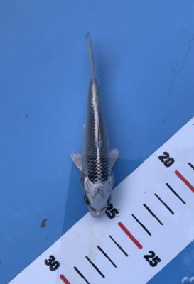 Kamboja Prize