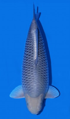 Kamboja Prize