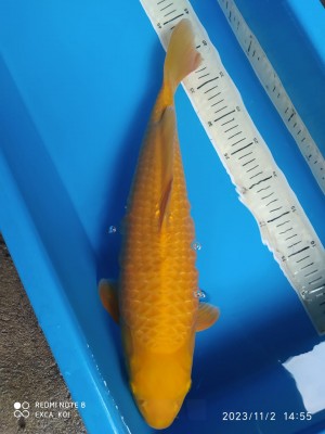 Young Champion (Kamboja)