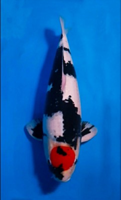 Anggrek Prize