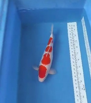 Juara 2