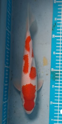 Juara III