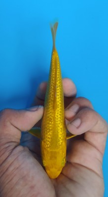 Kamboja Prize