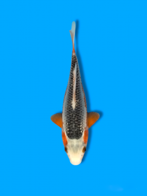Cempaka Prize