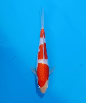 Juara V