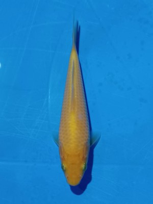 Super Mini Champion (Kamboja)
