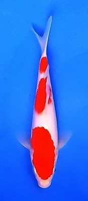 Juara II