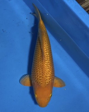 Kamboja Prize