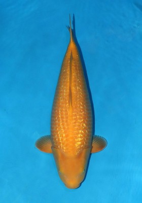 Grand Champion (Kamboja)