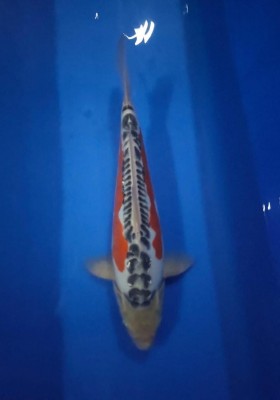 Cempaka Prize