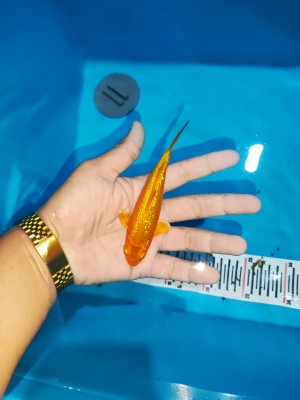 Super Mini Champion (Kamboja)