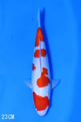 Juara II
