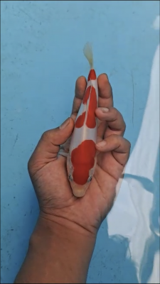 Mini Champion (Anggrek)