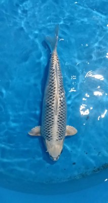 Kamboja Prize