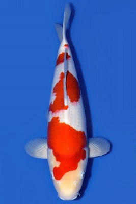Juara IV