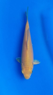 Kamboja Prize