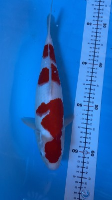 Juara II