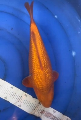 Junior Champion (Kamboja)
