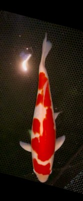 Juara III
