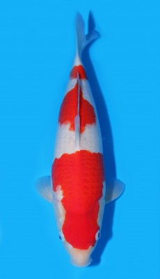 Juara I