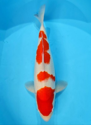 Juara I