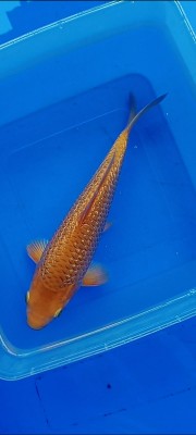 Kamboja Prize