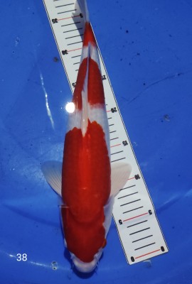 Juara II