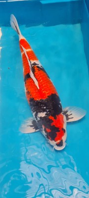 Grand Champion (Melati)