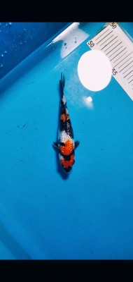 Mini Champion (Melati)
