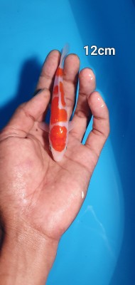 Juara II