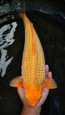 Kamboja Prize
