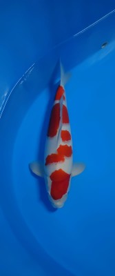 Juara III