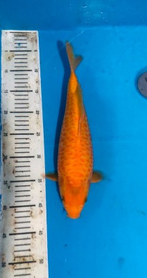 Junior Champion (Kamboja)