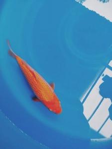 Baby Champion (Kamboja)