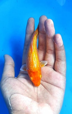Kamboja Prize