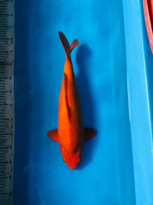 Young Champion (Kamboja)
